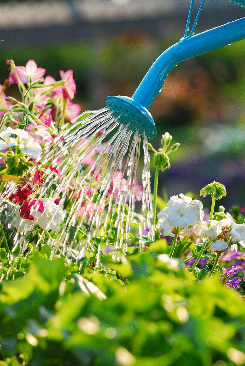 Tips on Watering Your Flower Beds