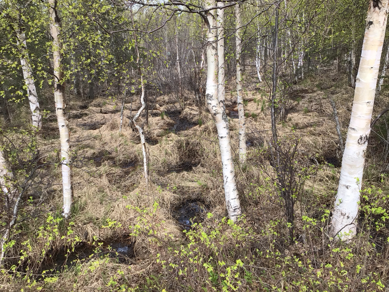 Touchmark Wetland.jpg