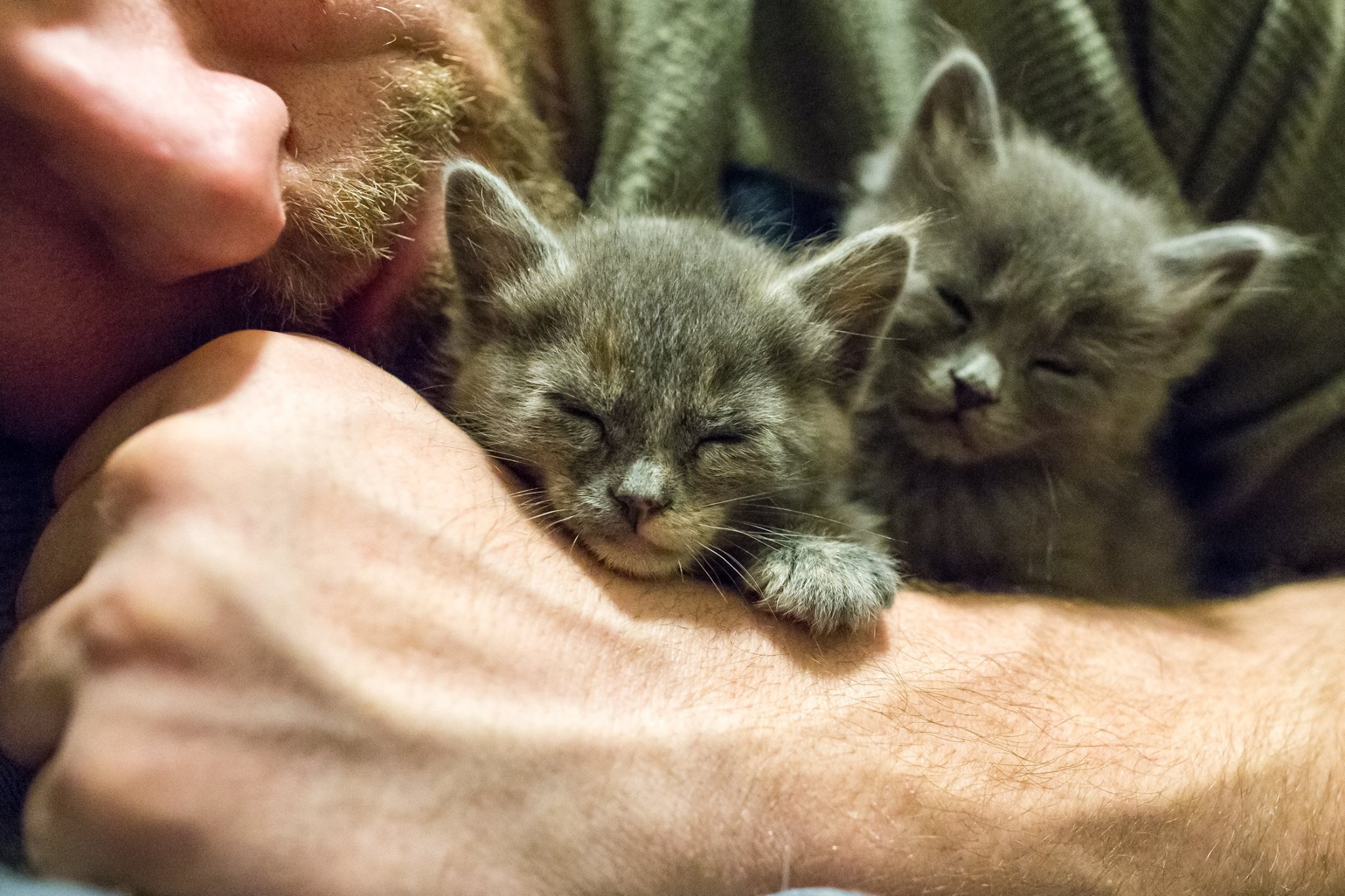 anchorage animal shelter adoptable pets