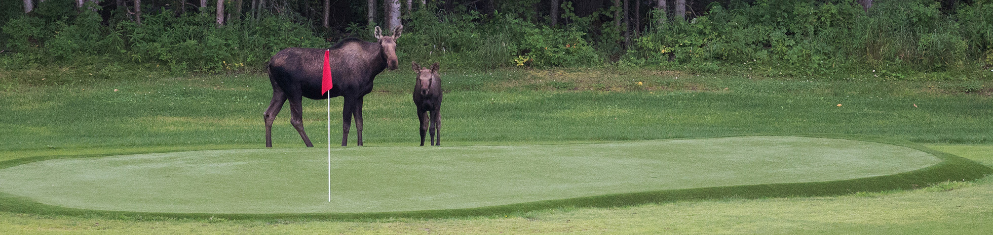 Moose on golf course